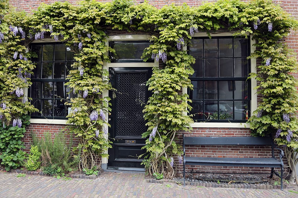 Dark Purple Glass Door Covered in Wisteria Plants