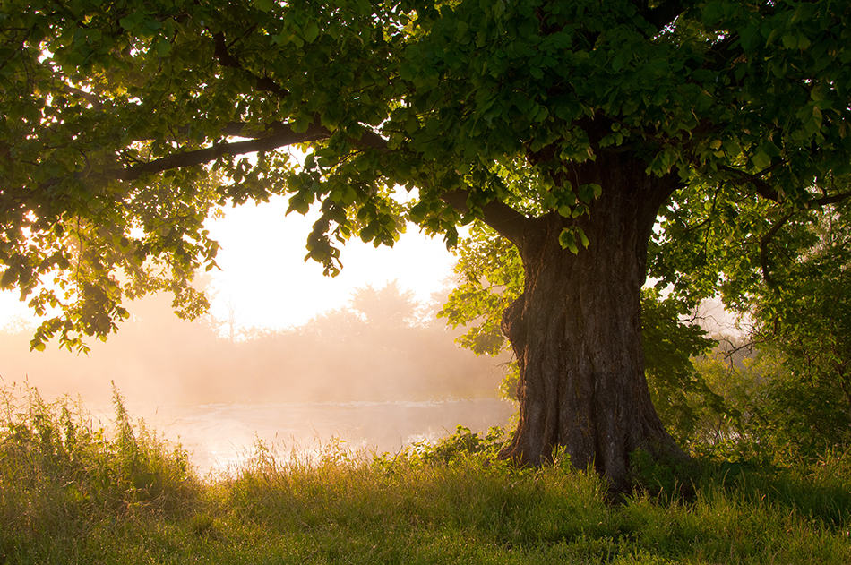 Oak