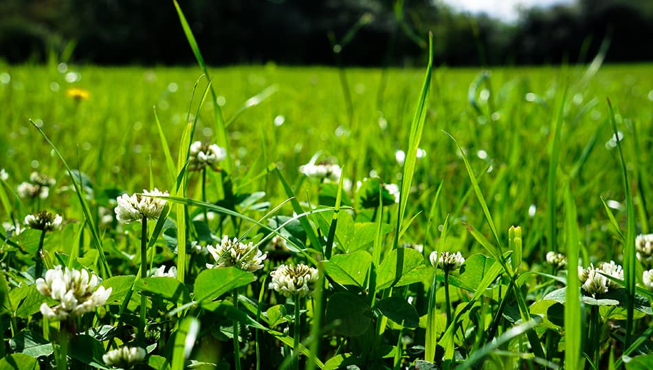 White Clover (alternative to lawn)