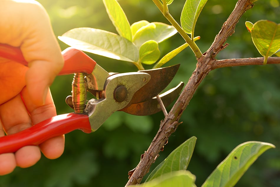 Pruning Shears