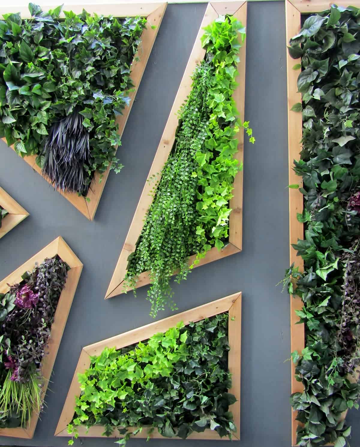 Wall mounted Plants
