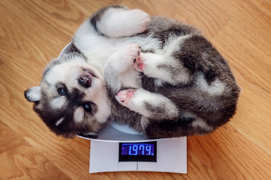 Pet Scale