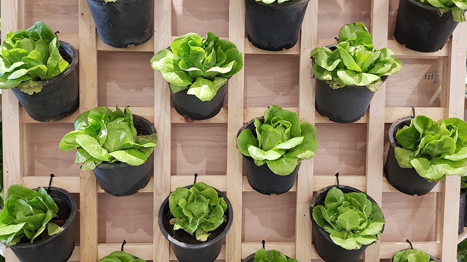 Create an Indoor Garden with Hanging Plants