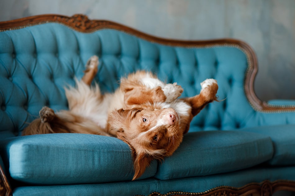 How to Clean a Couch that Smells Like Dog
