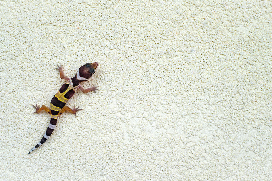 How to Get Rid of Lizards on Porch