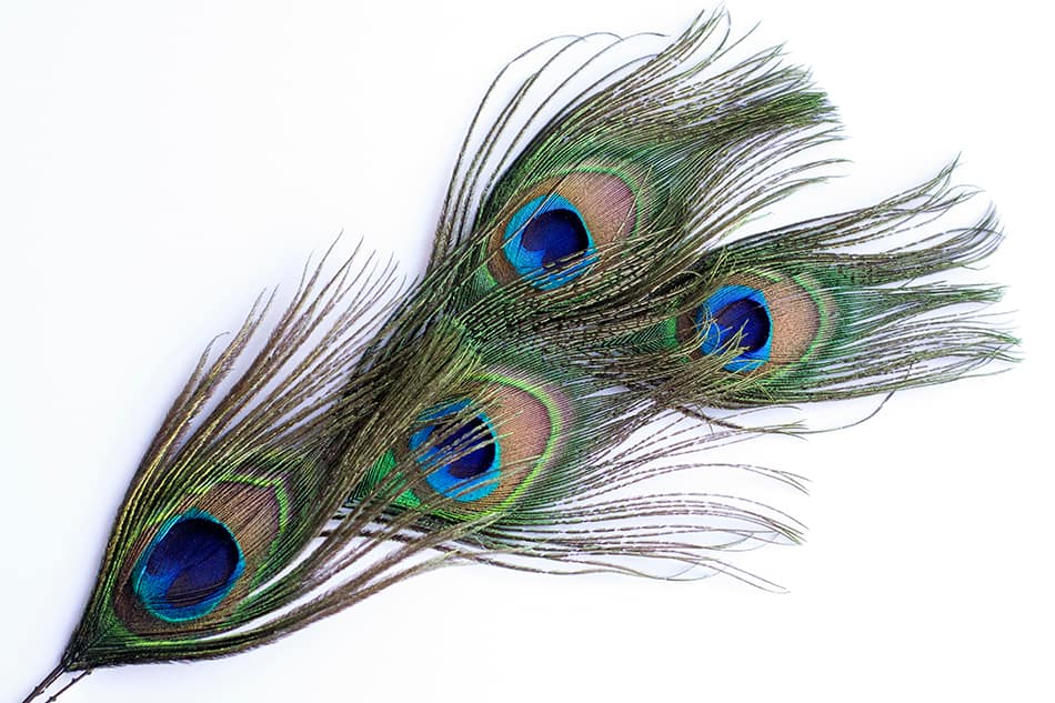 Use Peacock Feathers