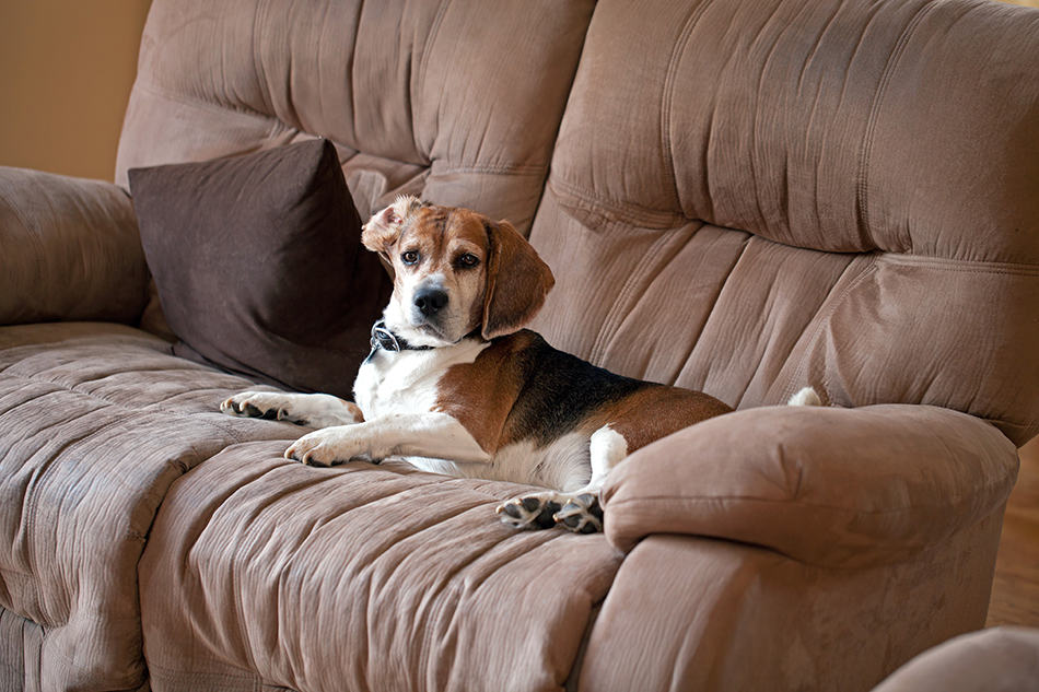 How to Deodorize a Microfiber Couch