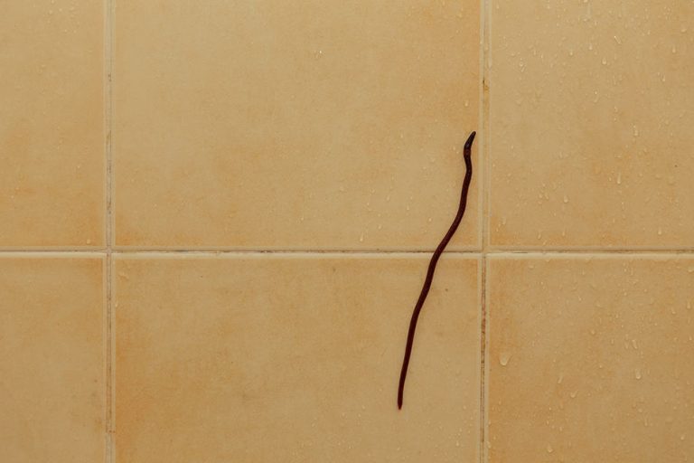 Verwijder Zwarte Wormpjes Uit Jouw Badkamer