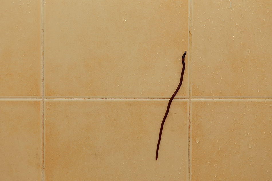 How to Get Rid of Black Worms in Bathroom and Prevent Them From Returning