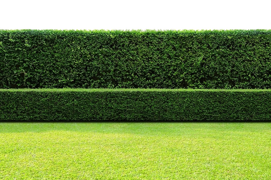 Hedges