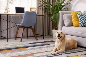 Pet Safe Carpet Deodorizer