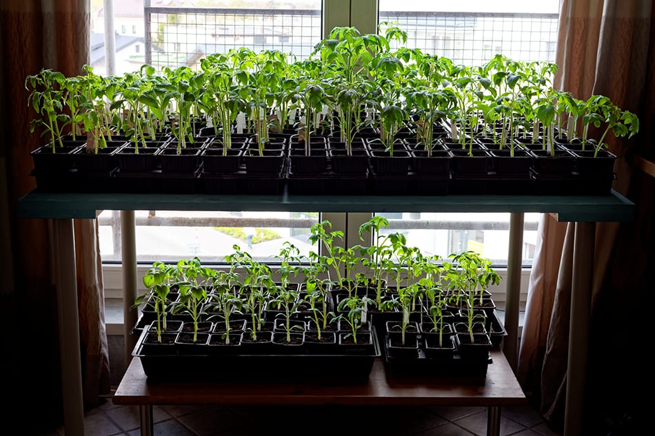 Shelves With Lots of Plants