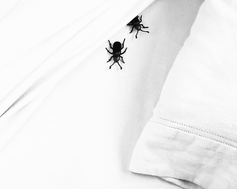 Weevils in Bed