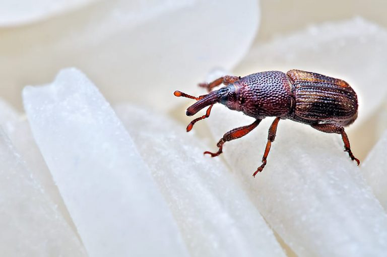 Weevils in Bed How to Get Rid of Them Homenish