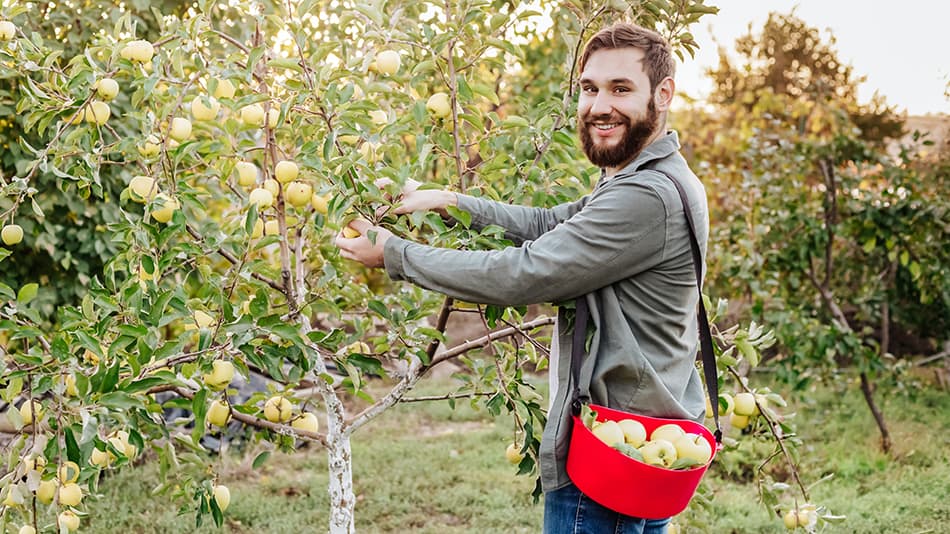 Harvest Bucket