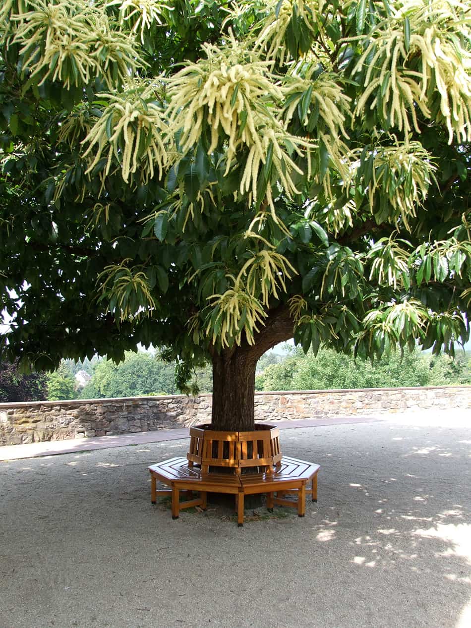 Tree Bench