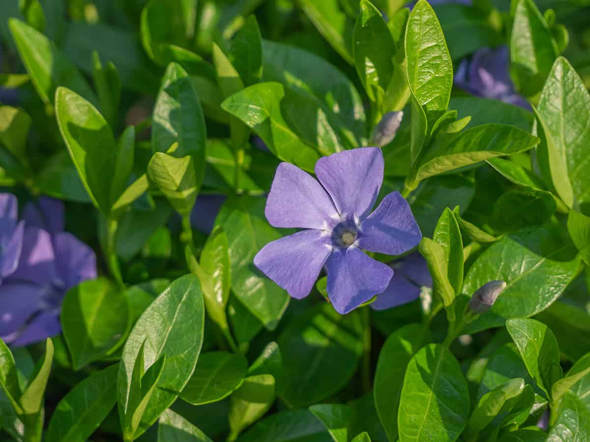  mi az a Periwinkle? 