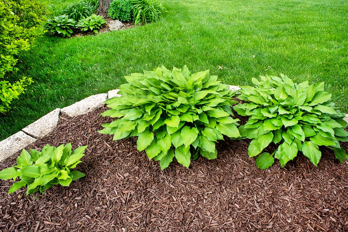 Dark Brown Mulch