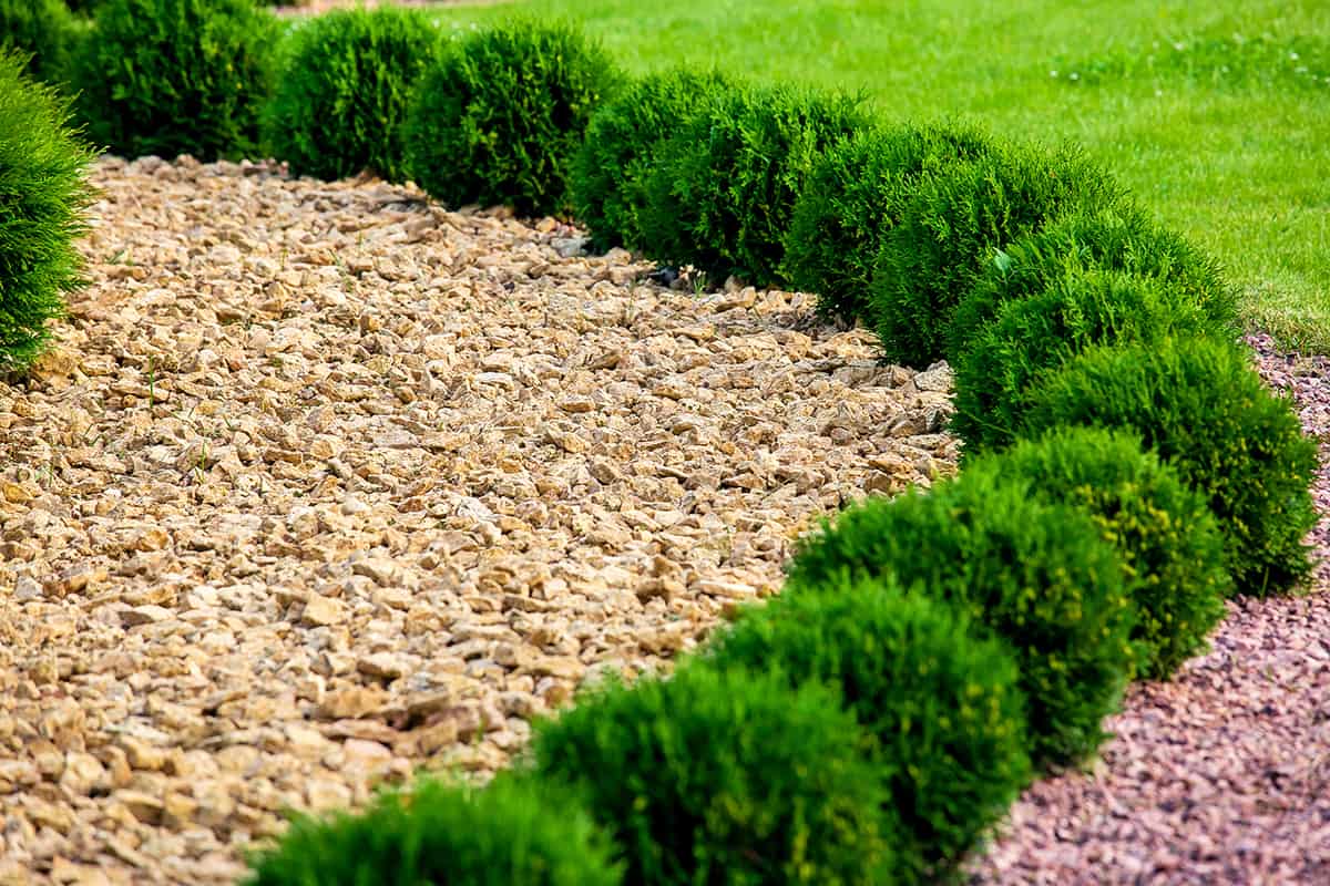 Golden Yellow Mulch