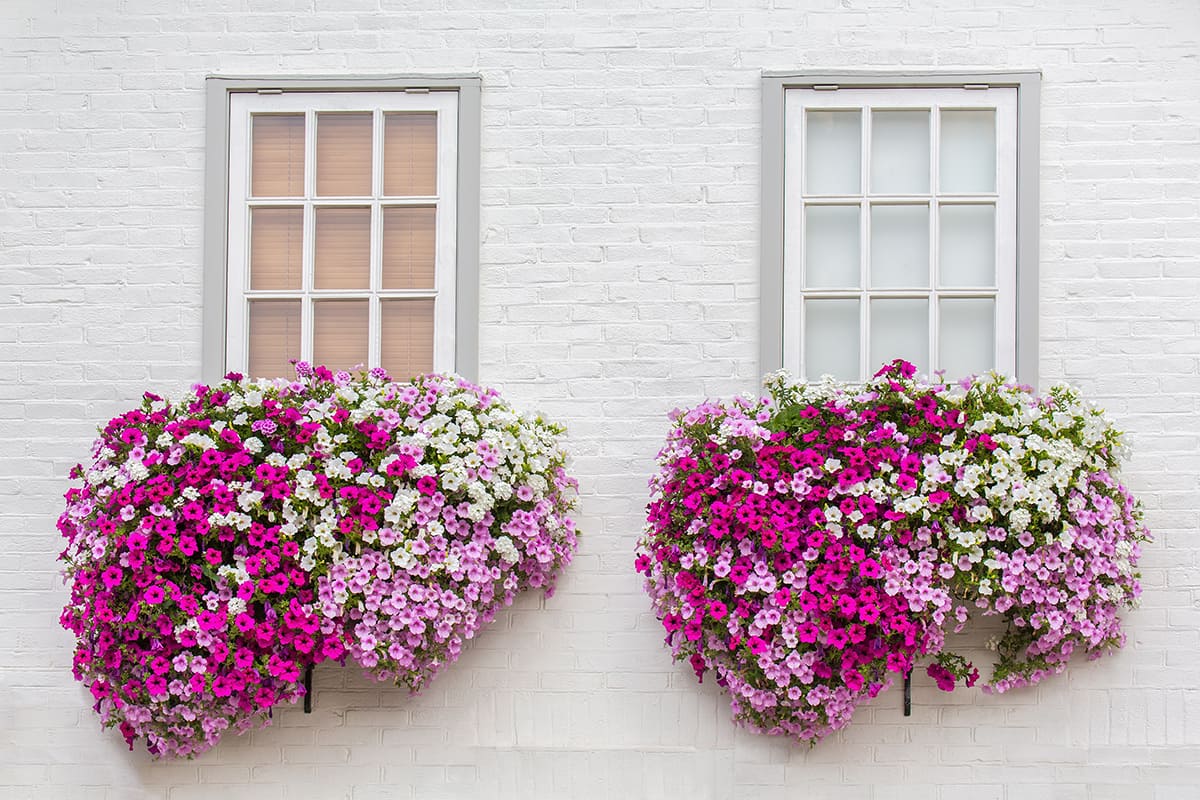 Highlight the White Brick with Foliage