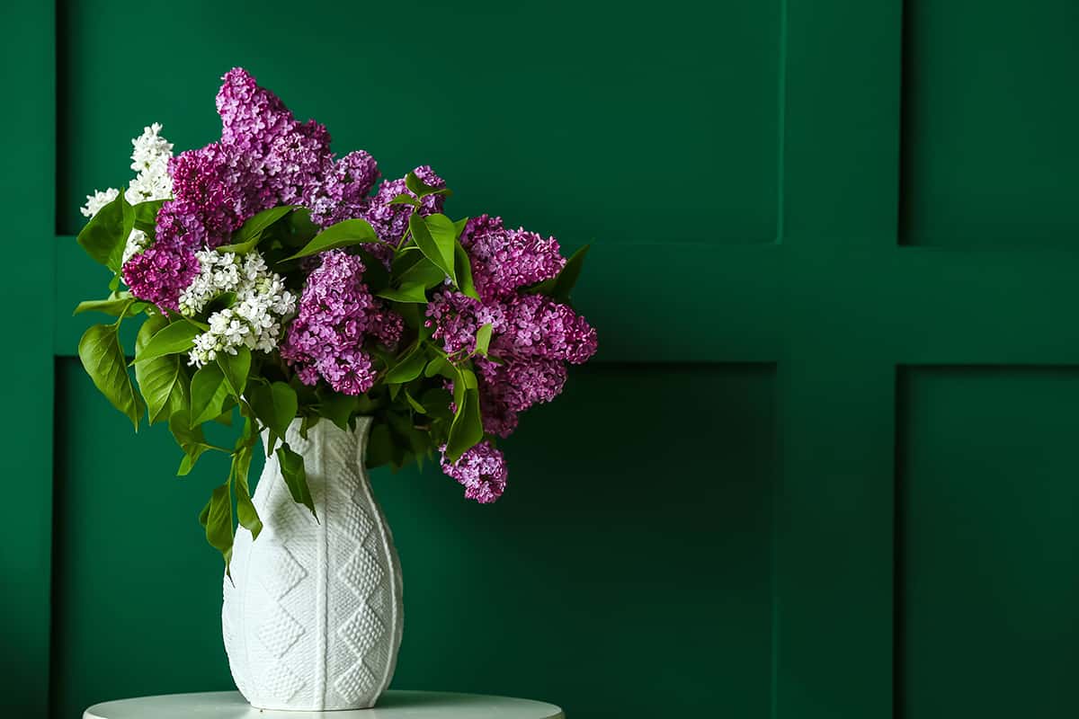 Lilac