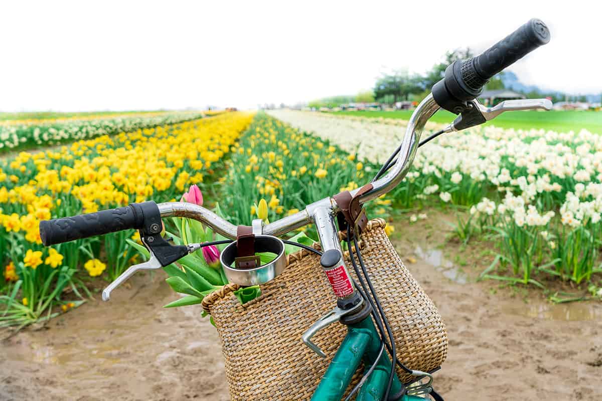 Cycle cup holder