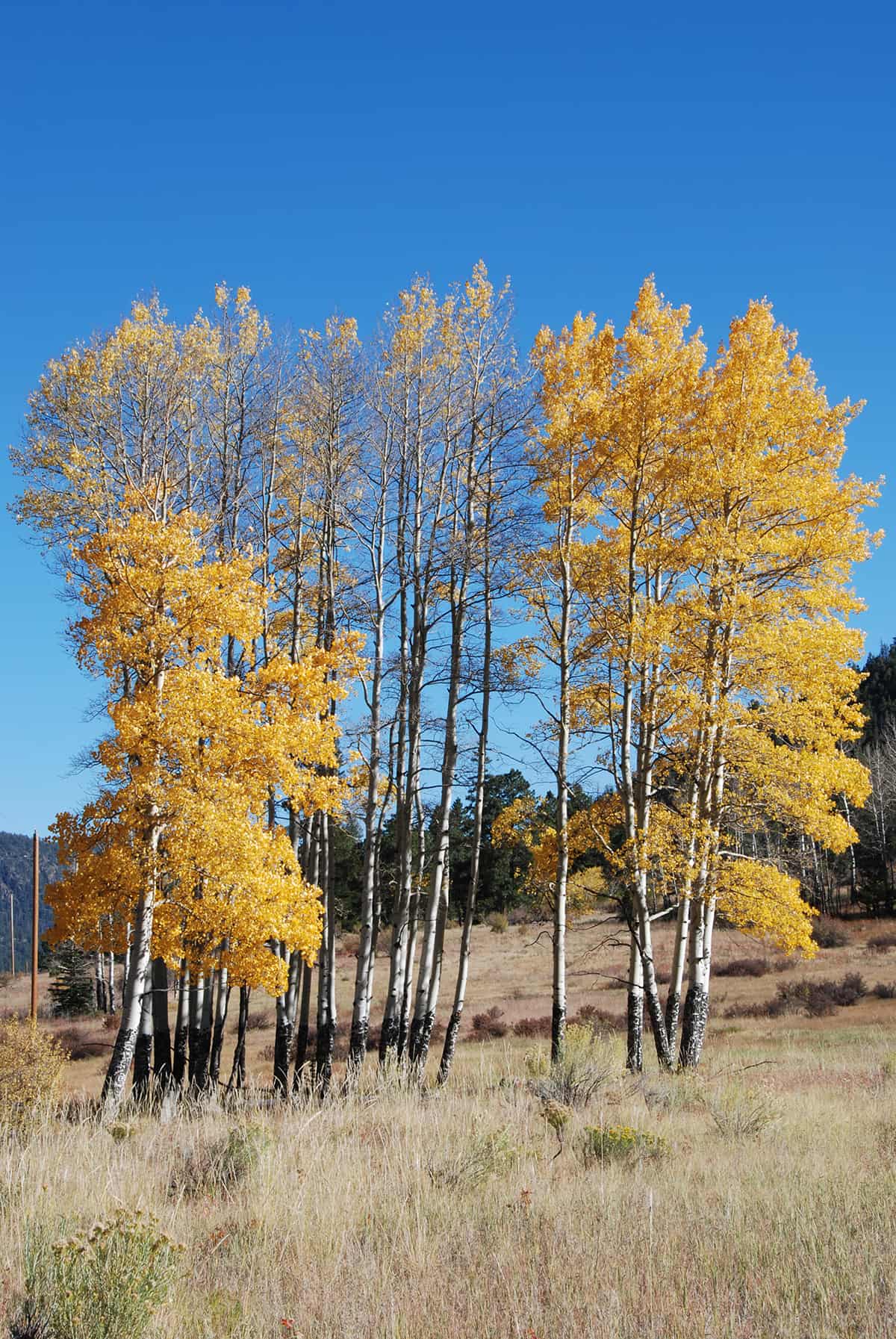 American Aspen, Populus tremuloides