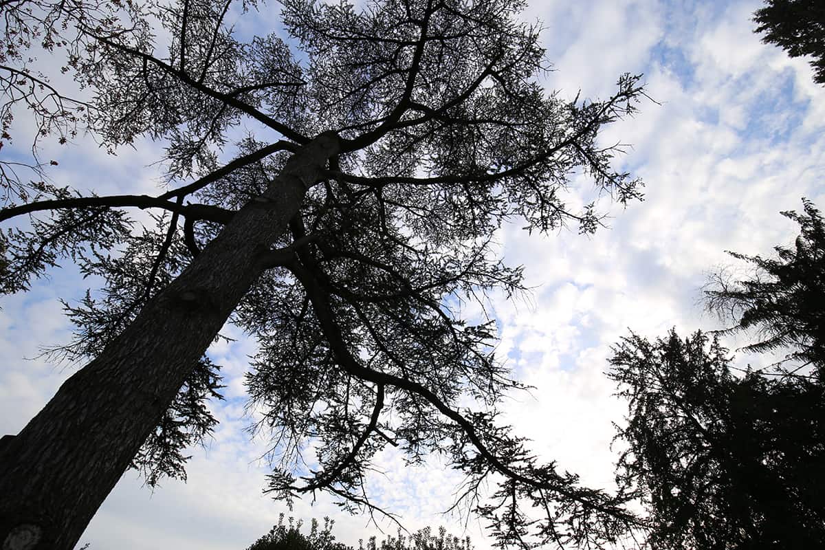 Atlantic White Cedar, Chamaecyparis thyoides