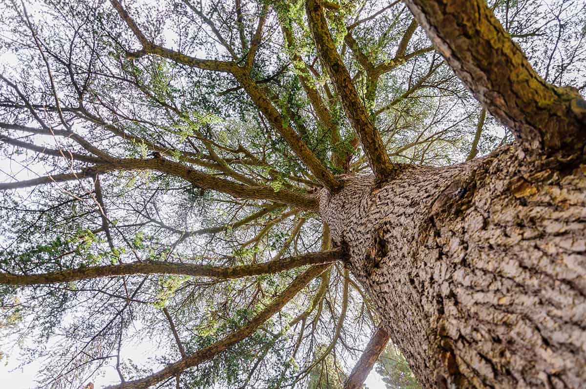 Atlas Cedar, Cedrus atlantica