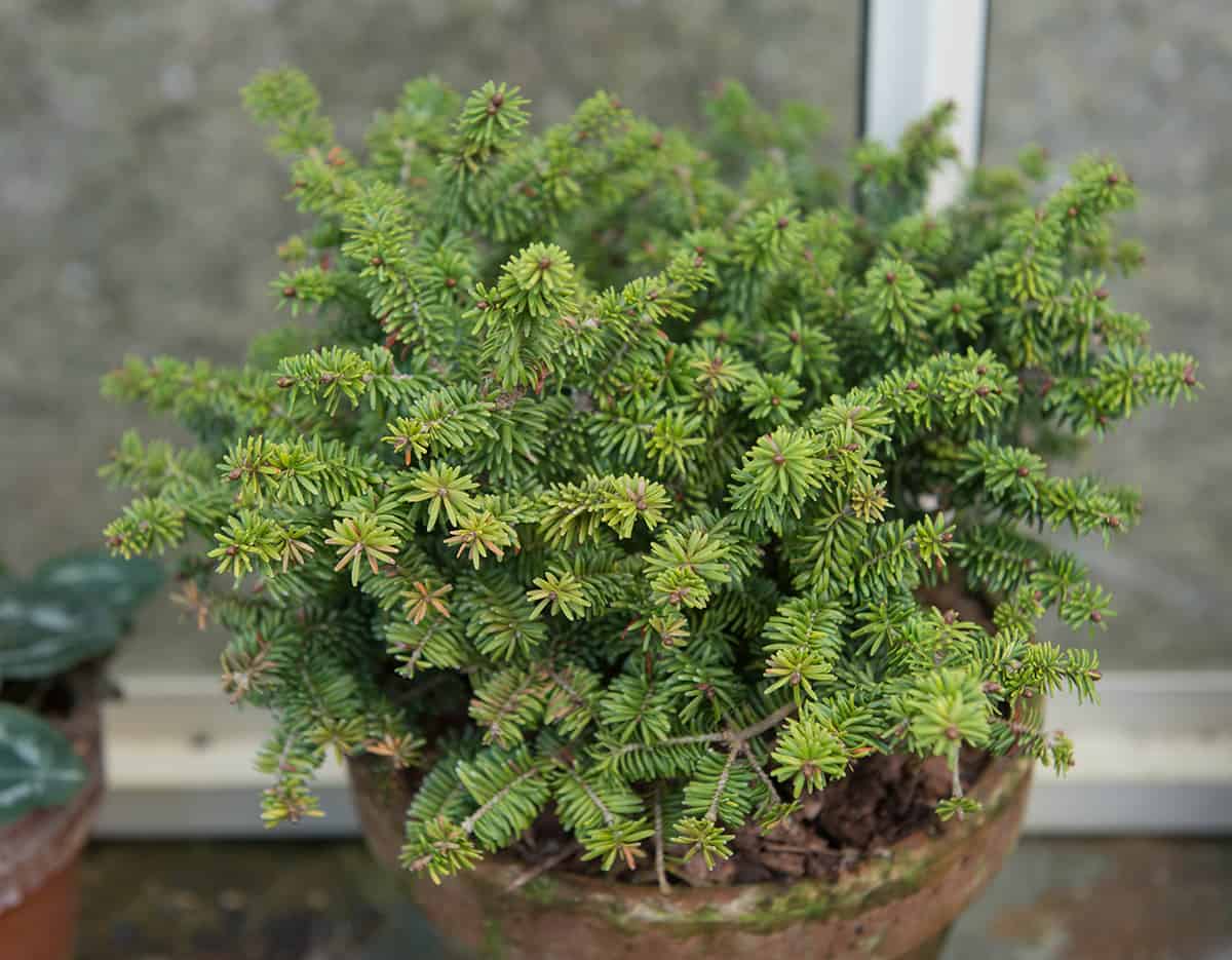 Balsam Fir Abies balsamea