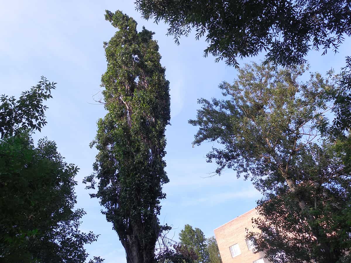 Balsam Poplar, Populus balsamifera