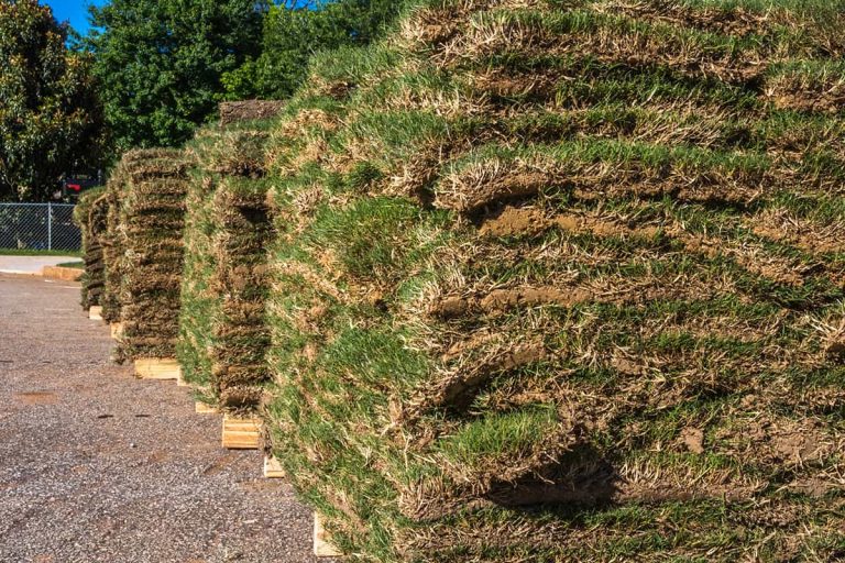 How Much Does a Pallet of Sod Cost at Home Depot? Homenish