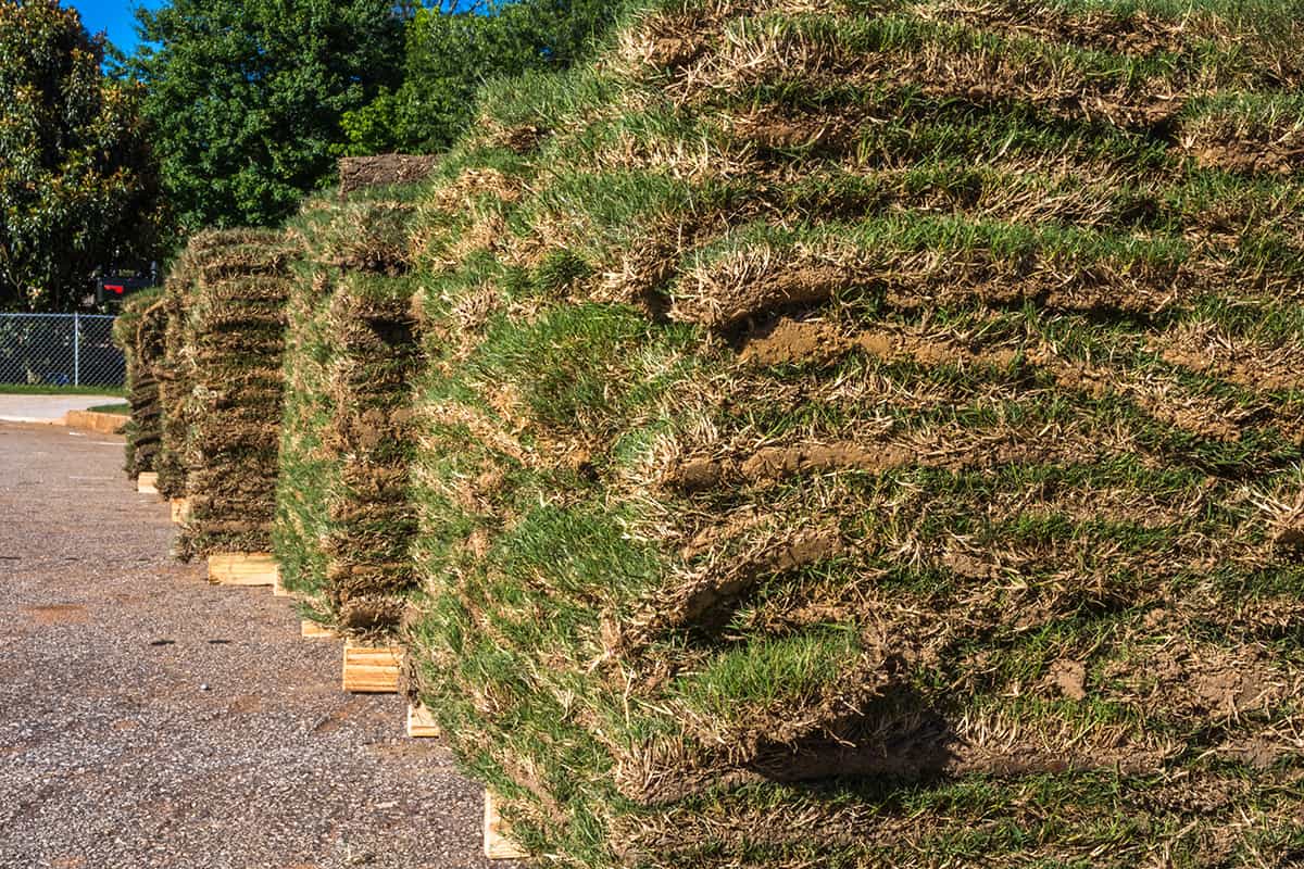 Bermuda Sod