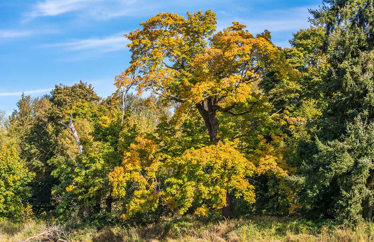 Bigleaf Maple, Acer macrophyllum