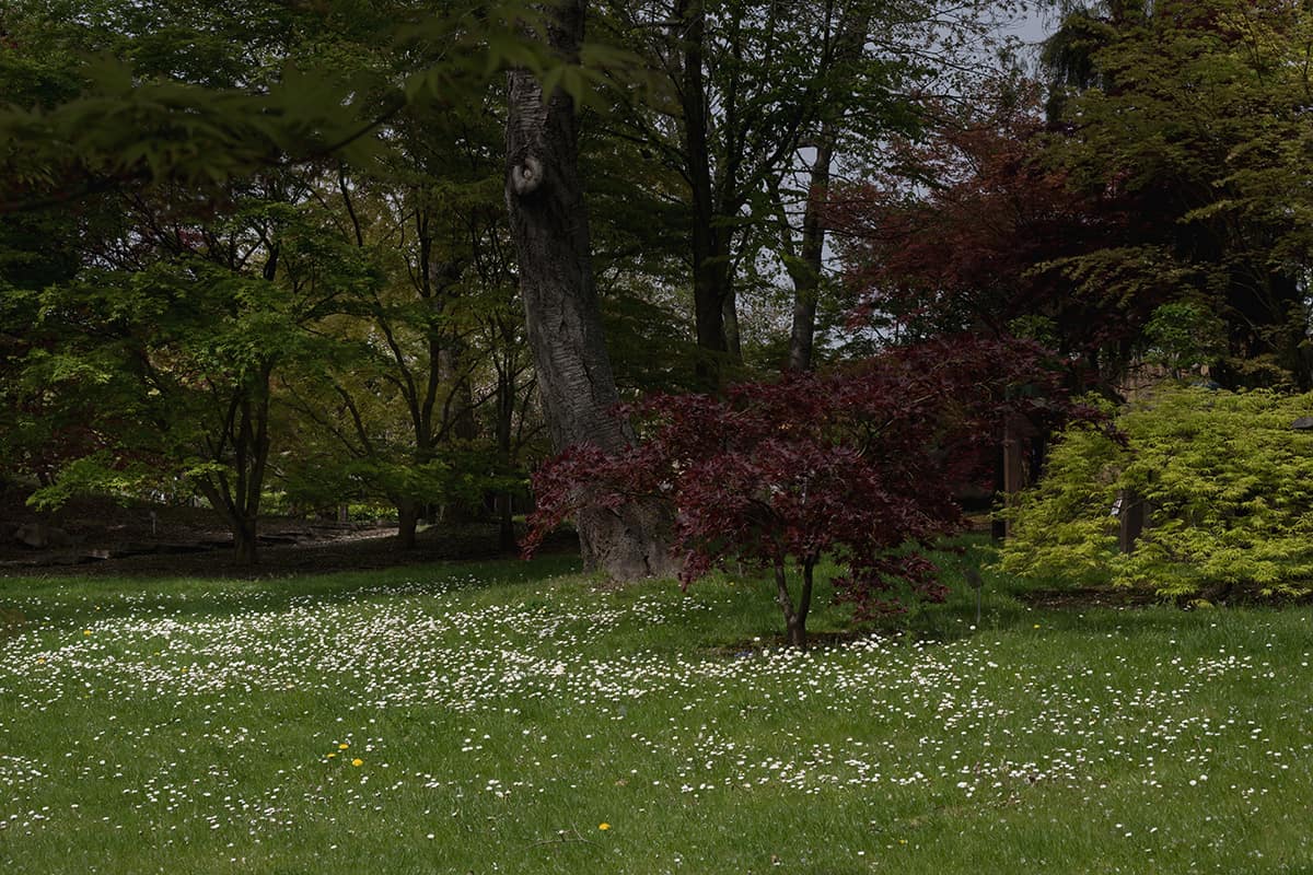 Black Maple, Acer nigrum