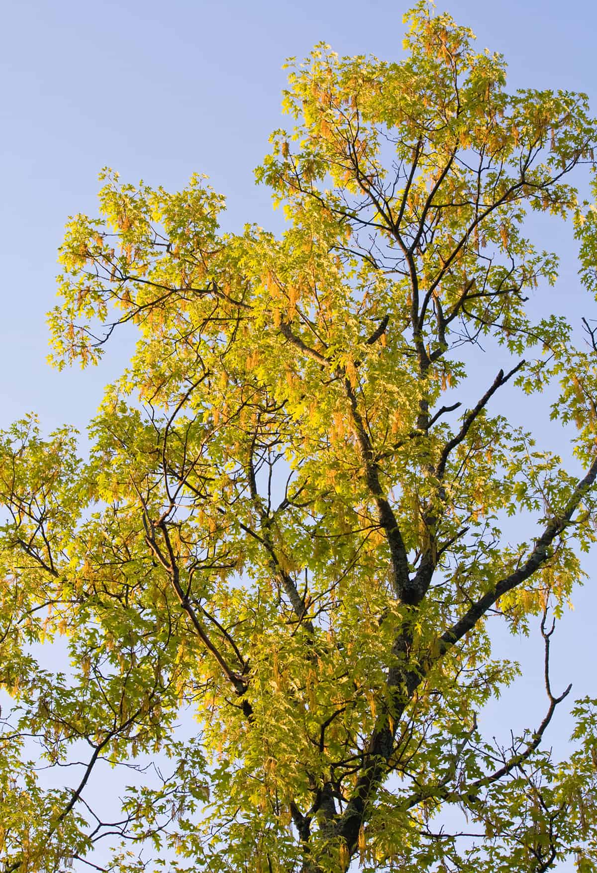 Black Oak, Quercus velutina