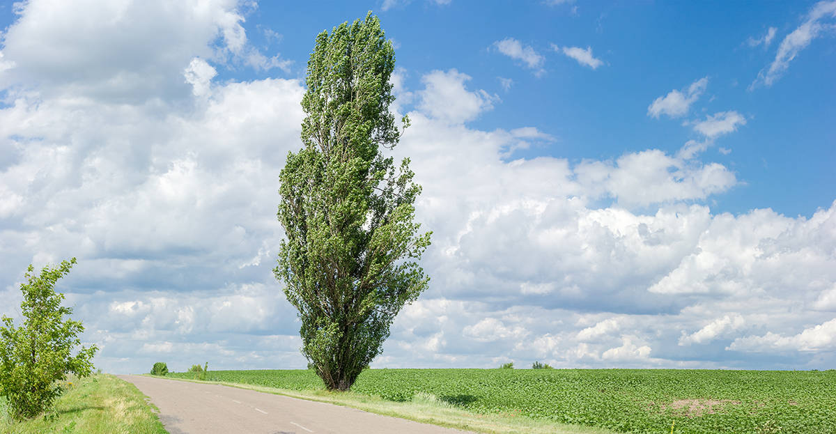 Black Poplar, Populus nigra