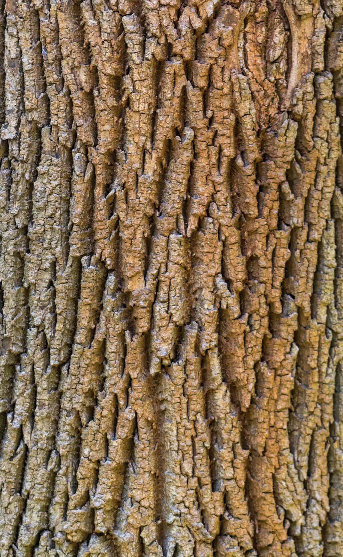 Blue Ash Fraxinus quadrangulata