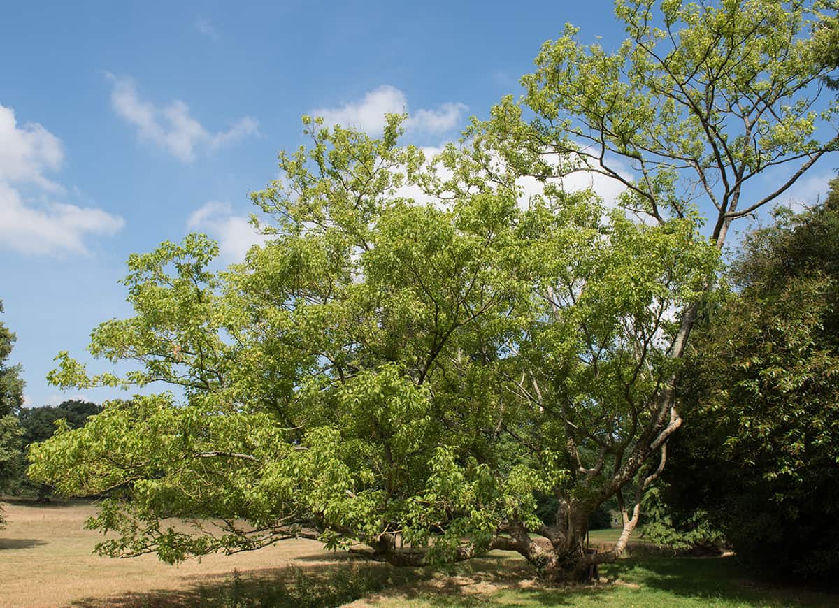 Boxelder, Acer negundo