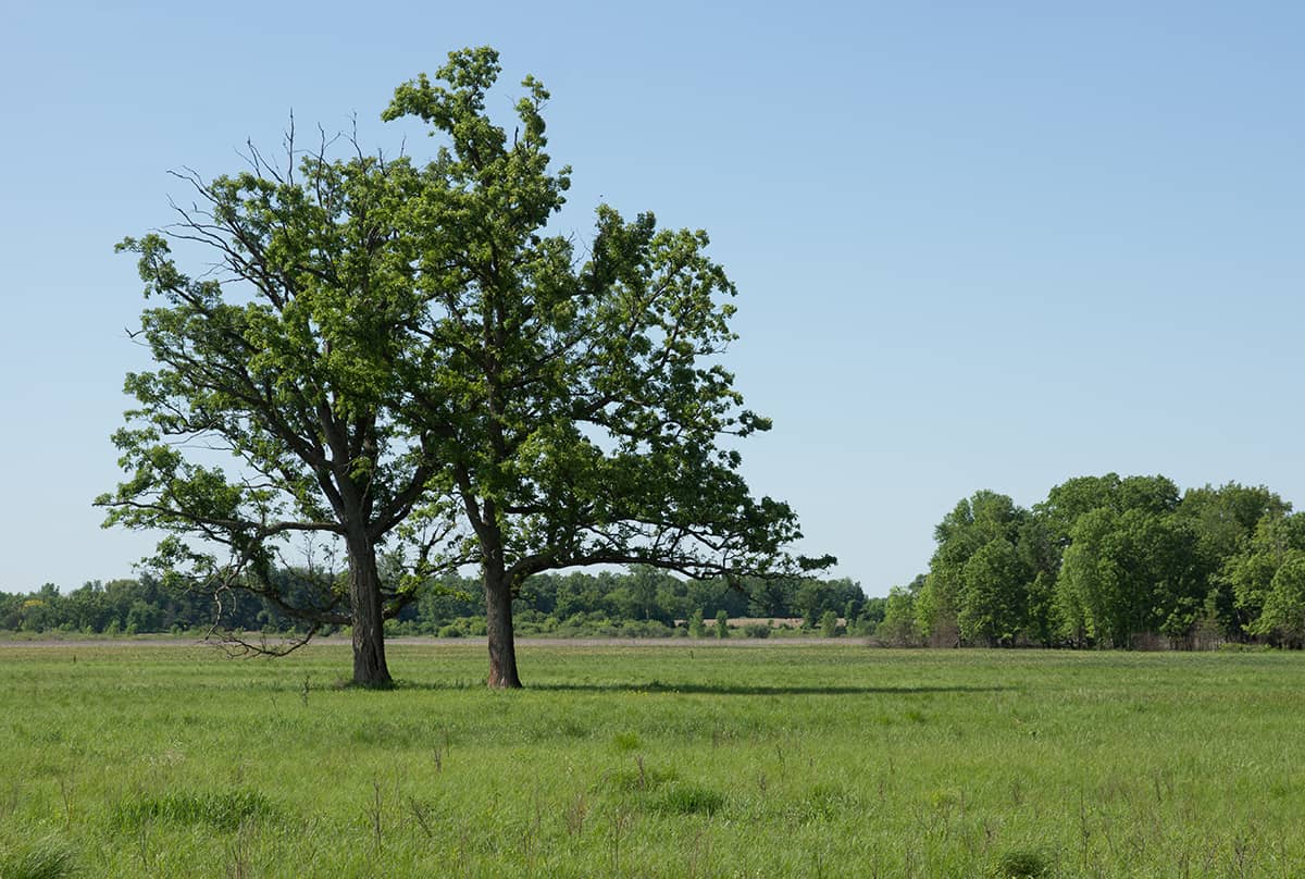 Bur Oak, Quercus macrocarpa