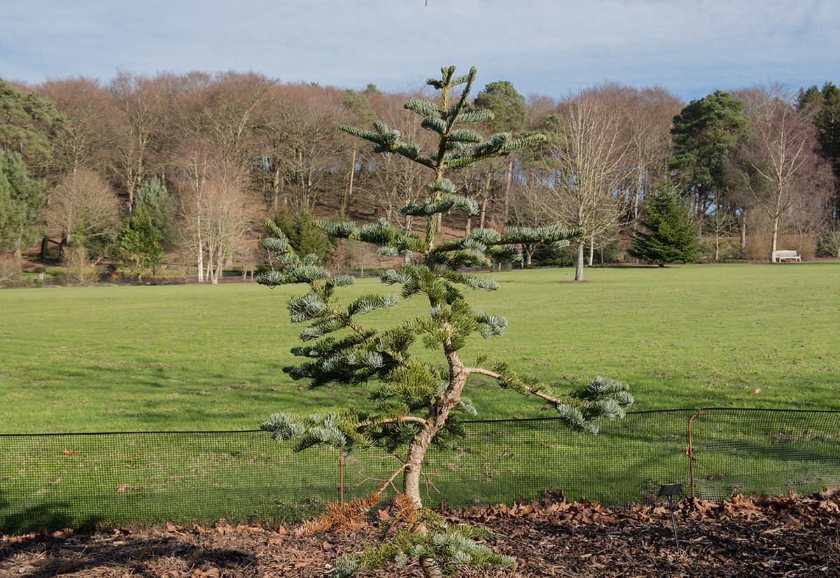 California Red Fir Abies magnifica