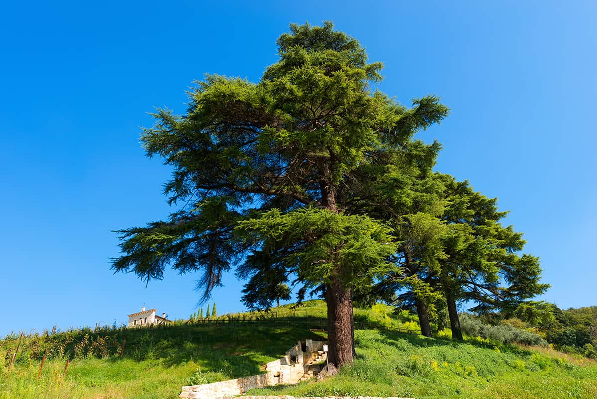 Cedar of Lebanon, Cedrus libani