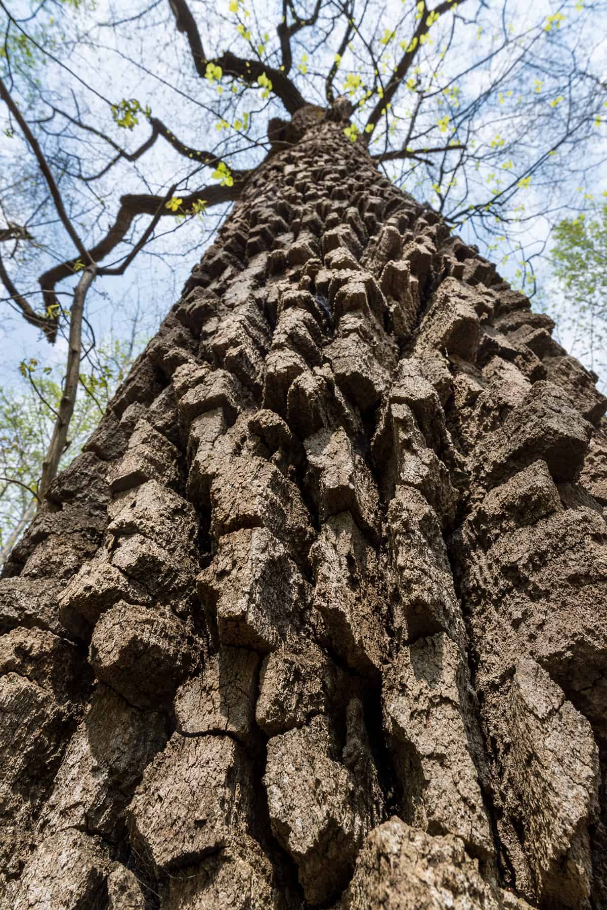 Chestnut Oak, Quercus prinus