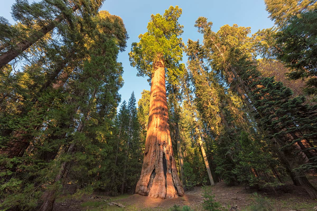 Coast Redwood Sequoia sempervirens