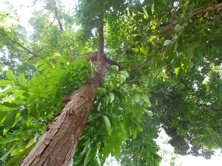 6 Different Types of Mahogany Wood (Photos Inc.) - Homenish