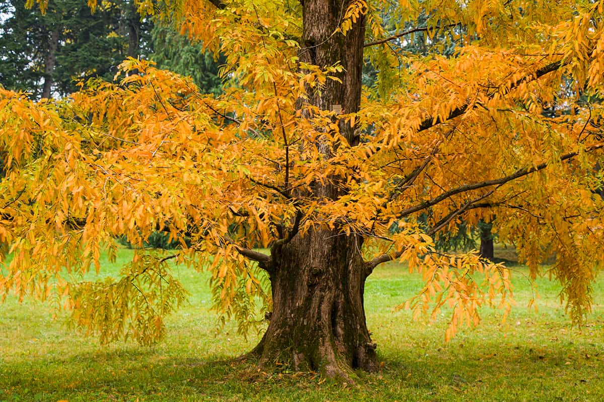 Dawn Redwood Metasequoia glyptostroboides