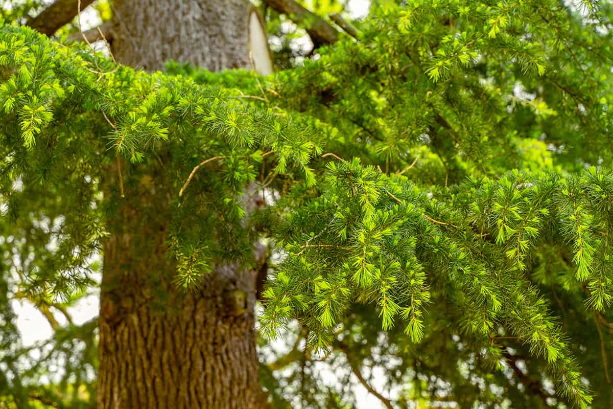 Deodar Cedar, Cedrus deodara