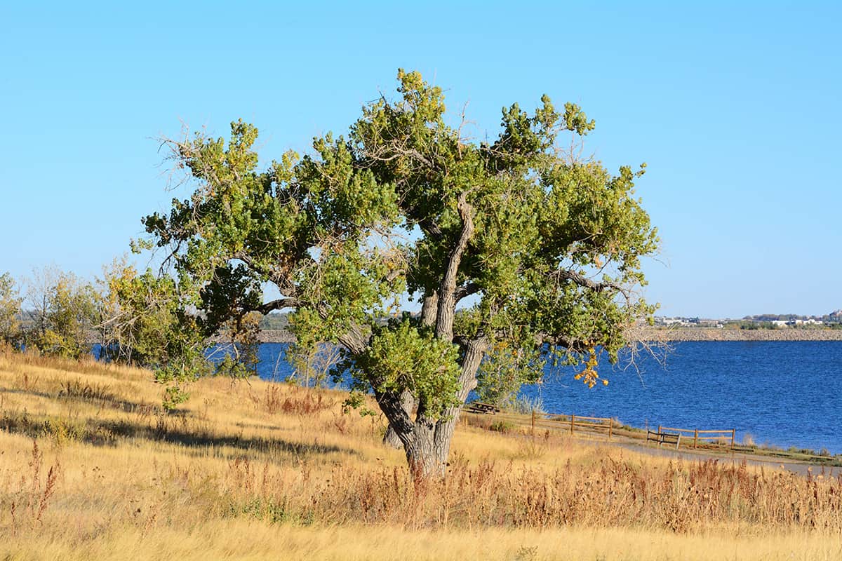 Eastern Cottonwood, Populus deltoides