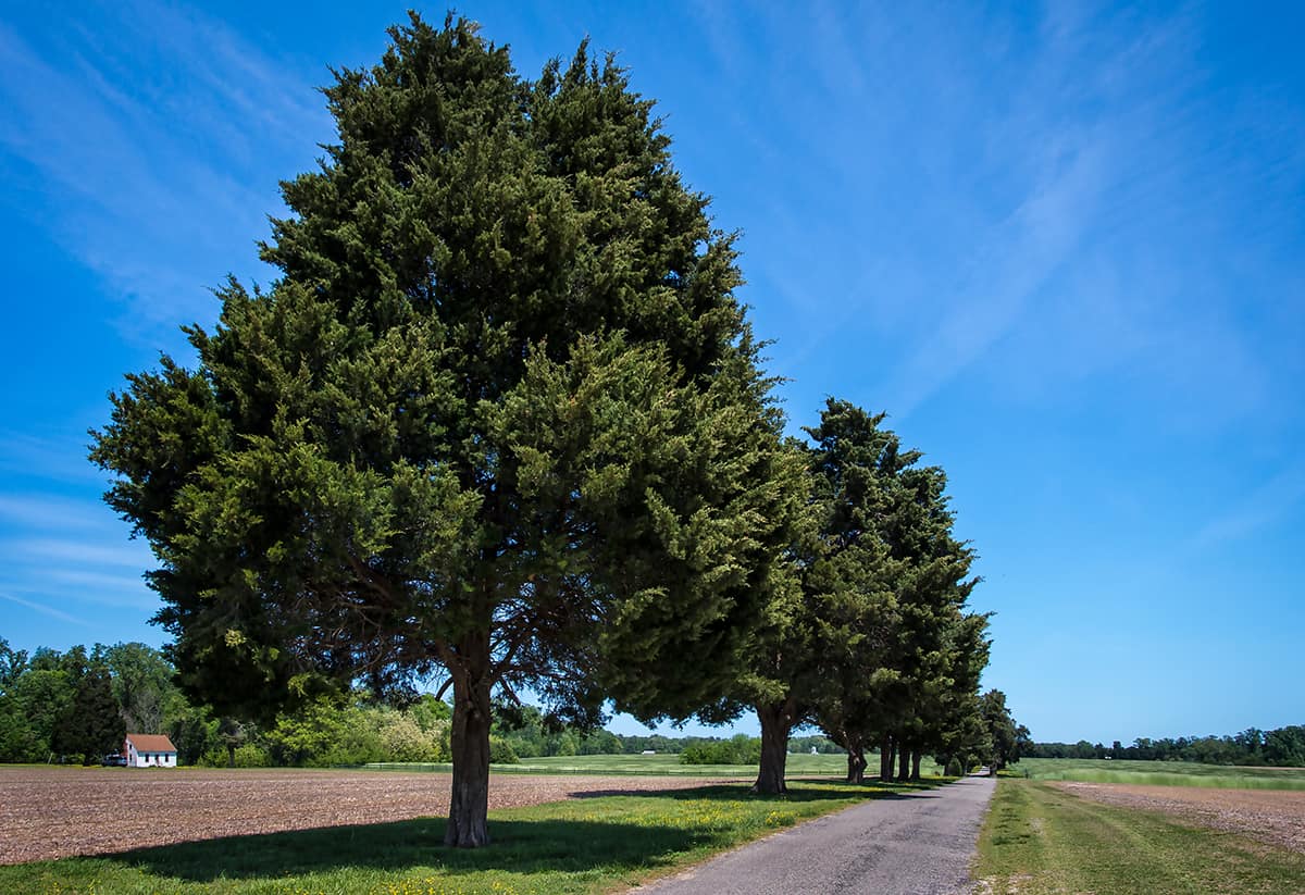 Eastern Red Cedar, Juniperus virginiana