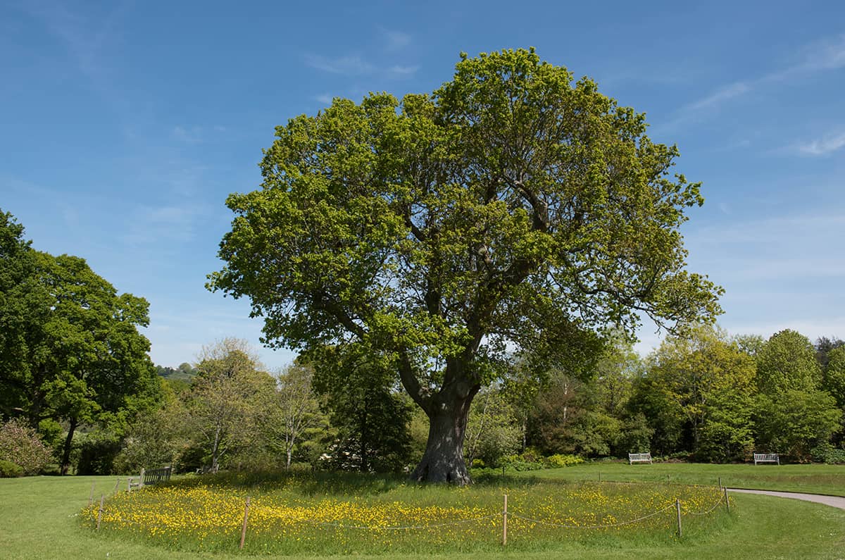 English Oak, Quercus robur